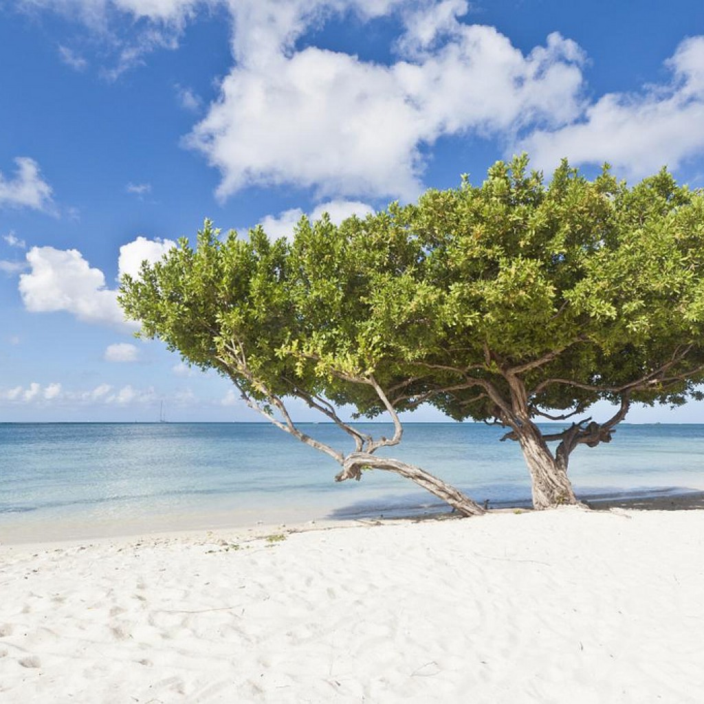 Jedna z nejkrásnějších pláží – Eagle Beach, Aruba